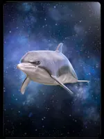 Delphin - Traumkarte 5